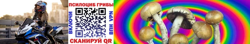 где купить   Гремячинск  Псилоцибиновые грибы Psilocybe 